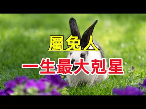 屬兔的五行|【兔五行屬什麼】揭秘兔五行屬什麼？12年生肖兔五行屬性大公。